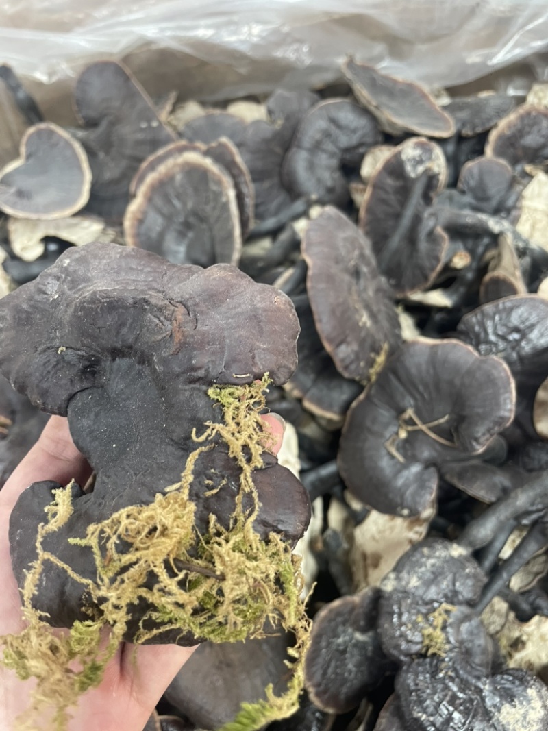 种植紫灵芝山东黑灵芝批发零售货源稳定