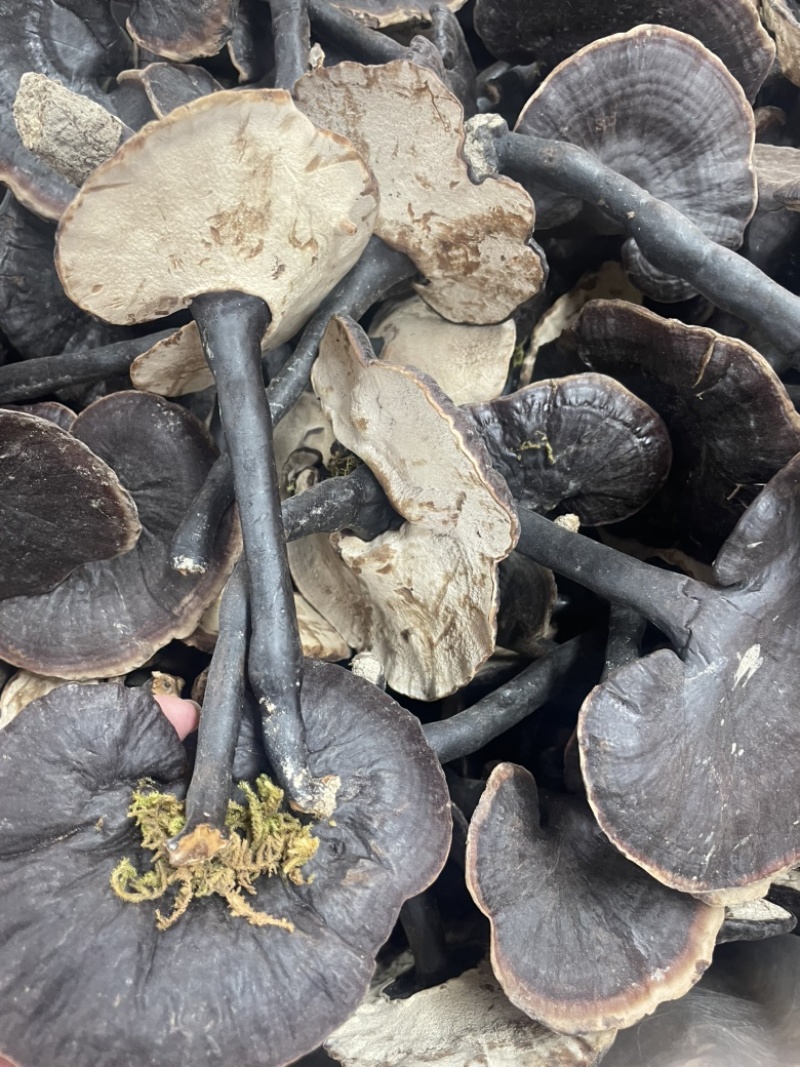 种植紫灵芝山东黑灵芝批发零售货源稳定