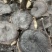 种植紫灵芝山东黑灵芝批发零售货源稳定