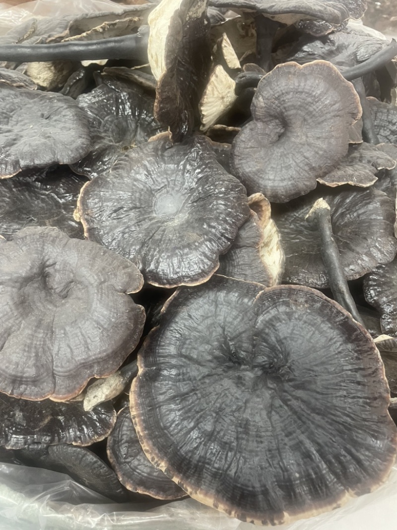 种植紫灵芝山东黑灵芝批发零售货源稳定
