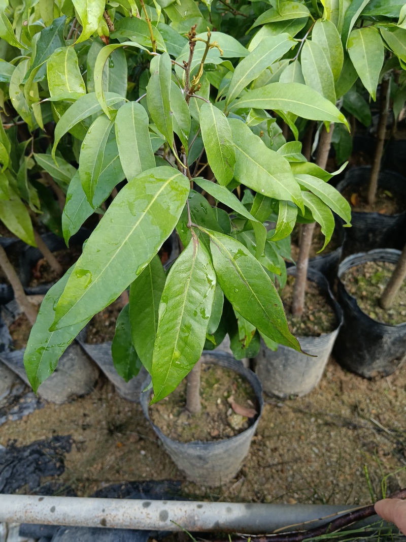糯米糍荔枝/正品嫁接苗/福利12块/棵自提价