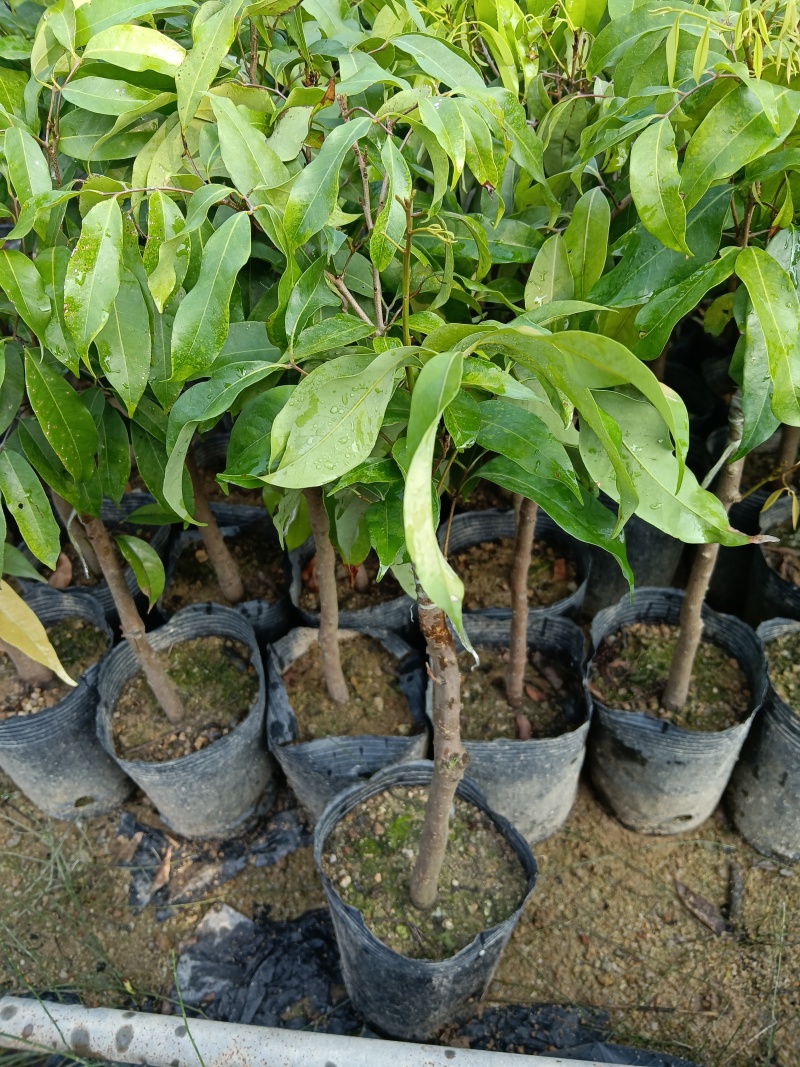 糯米糍荔枝/正品嫁接苗/福利12块/棵自提价