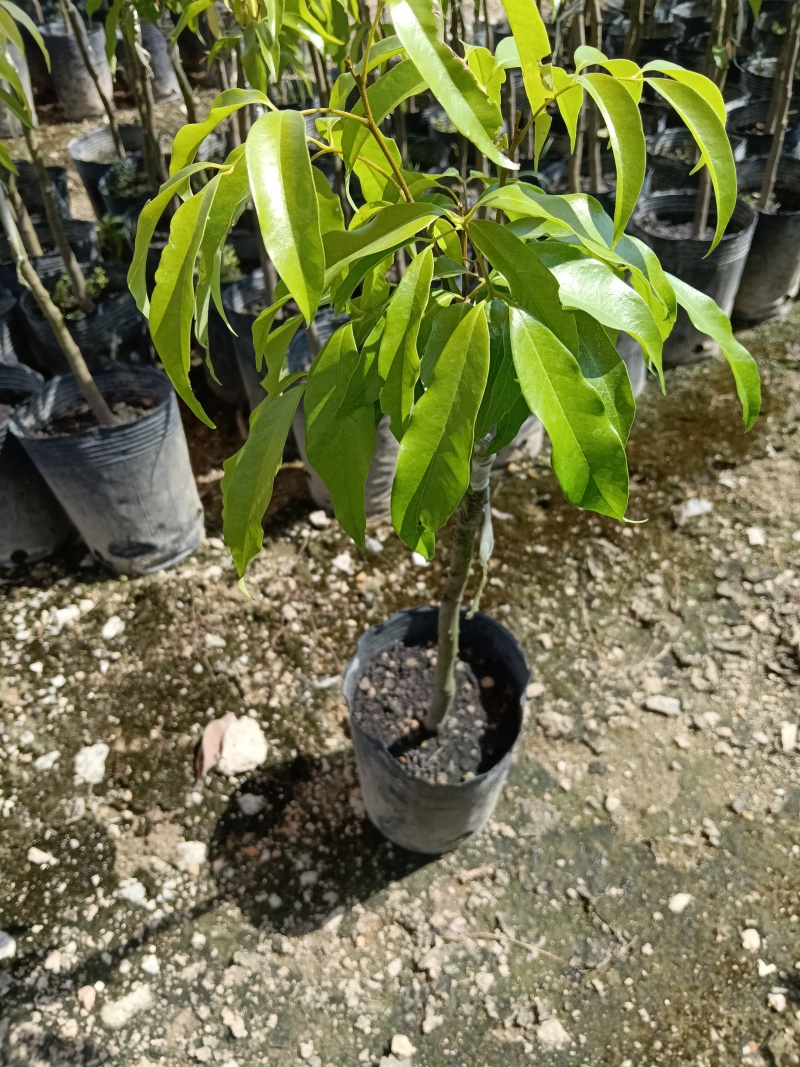 糯米糍荔枝/正品嫁接苗/福利12块/棵自提价
