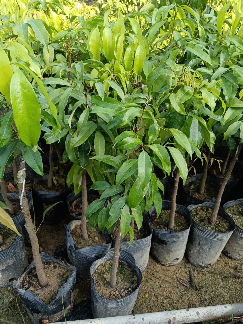 糯米糍荔枝/正品嫁接苗/福利12块/棵自提价