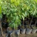 糯米糍荔枝/正品嫁接苗/福利12块/棵自提价