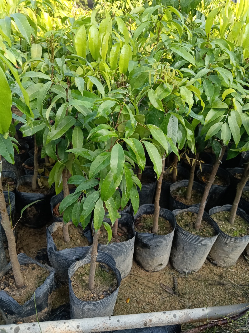 糯米糍荔枝/正品嫁接苗/福利12块/棵自提价