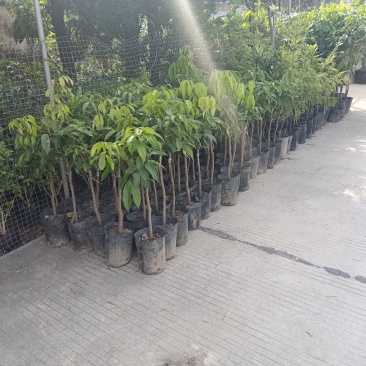 糯米糍荔枝/正品嫁接苗/福利12块/棵自提价