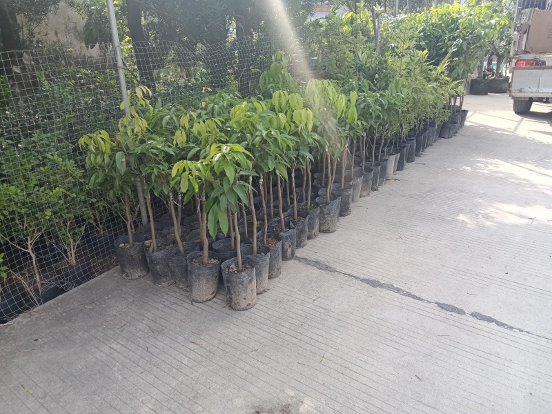 糯米糍荔枝/正品嫁接苗/福利12块/棵自提价
