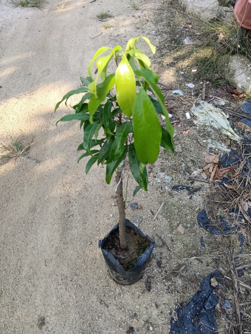 糯米糍荔枝/正品嫁接苗/福利12块/棵自提价