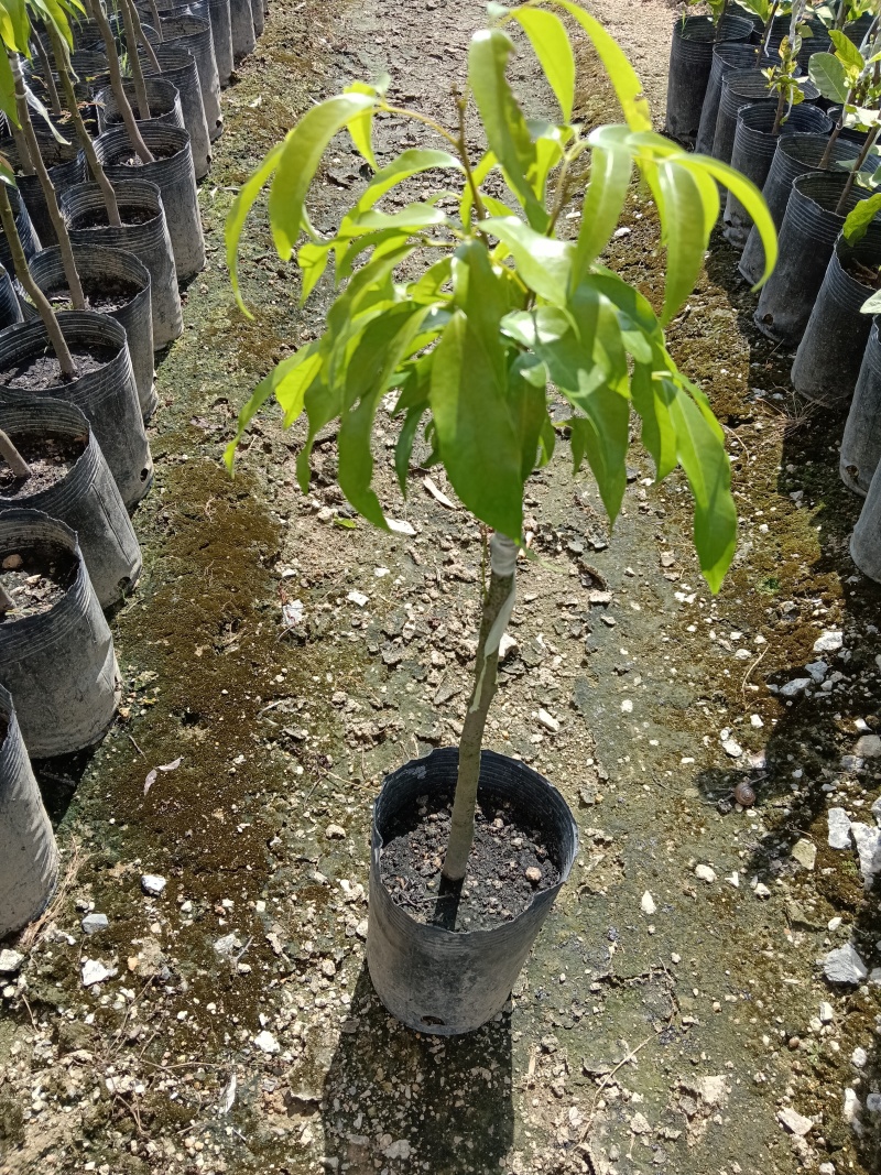 糯米糍荔枝/正品嫁接苗/福利12块/棵自提价