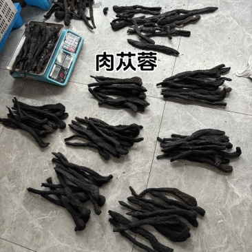 肉苁蓉阿拉善野生肉苁蓉沙漠黄金滋补珍品天然无污染品质保证