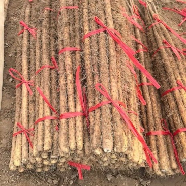河南灵宝本地山药铁棍山药白玉山药大量上市质优价廉发货迅速