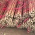 河南灵宝本地山药铁棍山药白玉山药大量上市质优价廉发货迅速