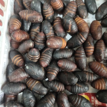 茧蛹
