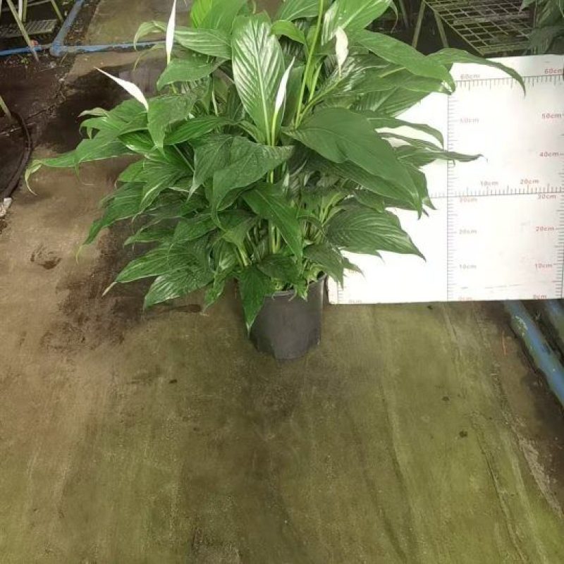 2加仑银河白掌，多花多苗，盆满钵满，高度1米，冠幅80，