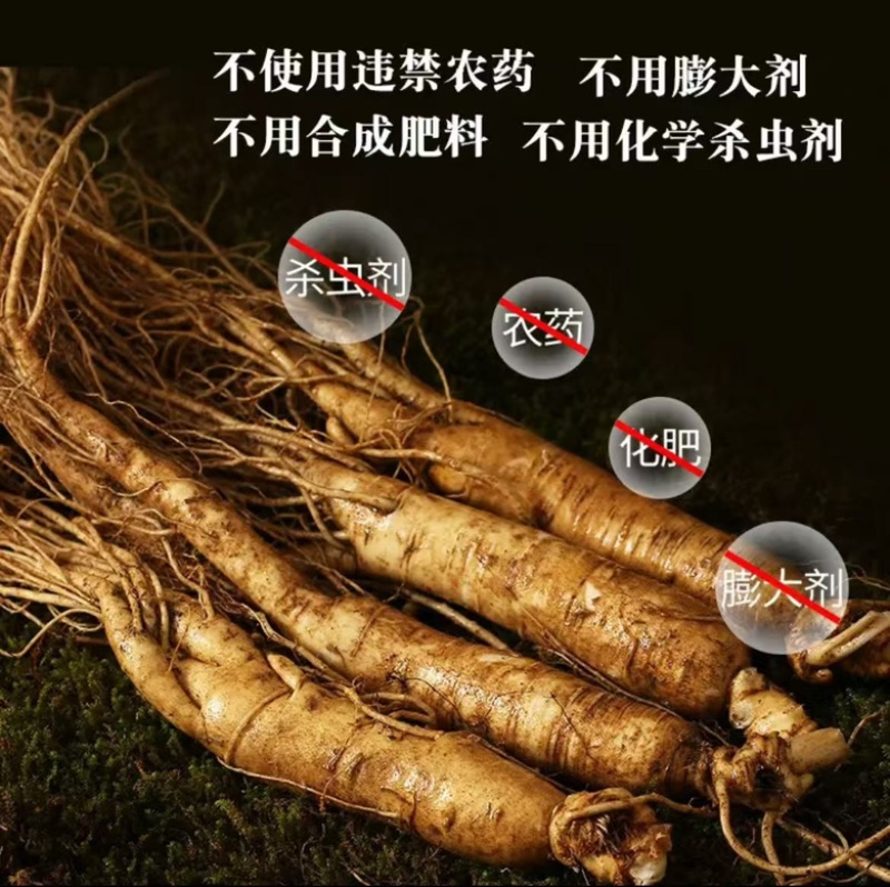 【正宗长白山鲜人参】现挖现售产地直发批发