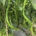 辣椒8号椒