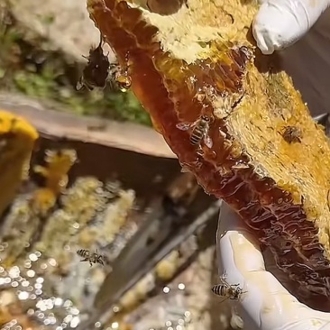 江西正在土蜂蜜.蜂巢