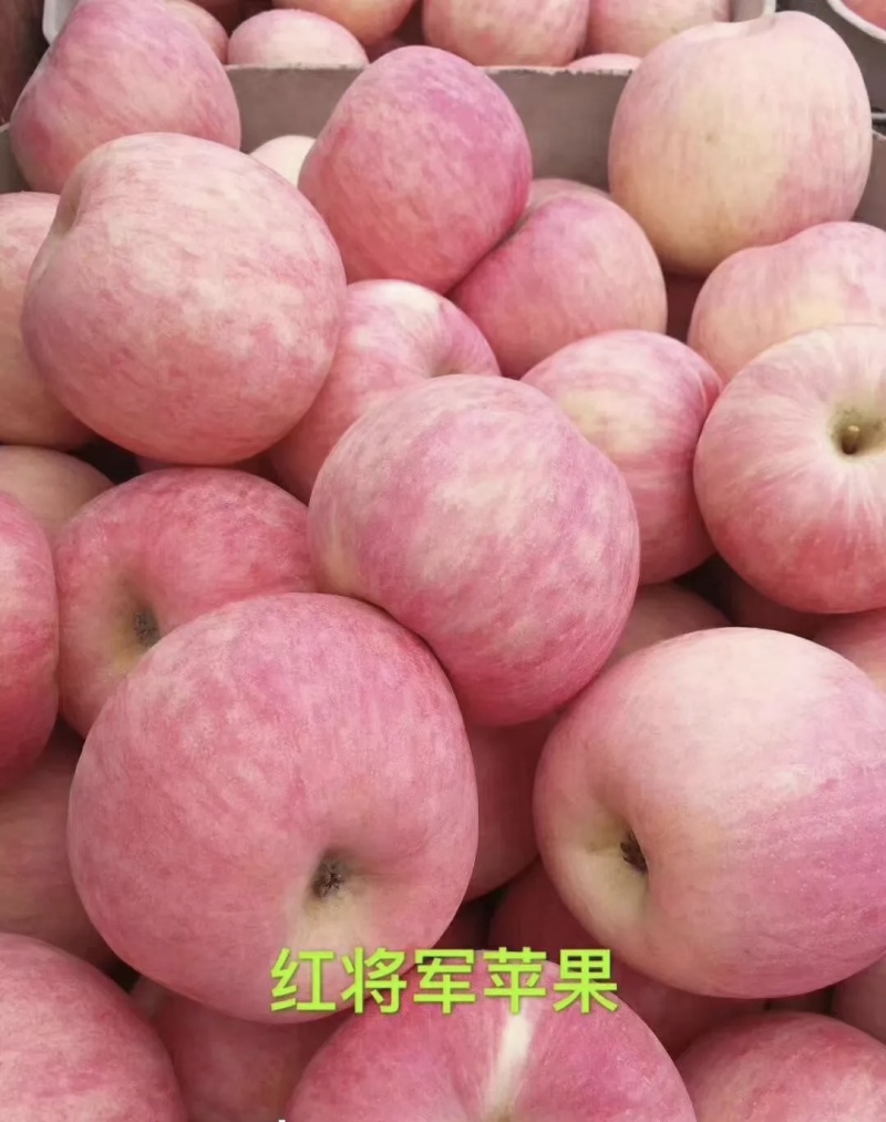 红将军苹果大量有货基地直供现摘现发品质优可对接市场商超