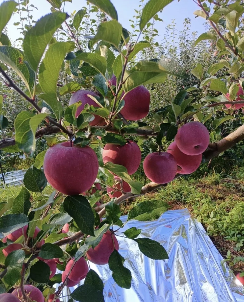 红将军苹果大量有货基地直供现摘现发品质优可对接市场商超