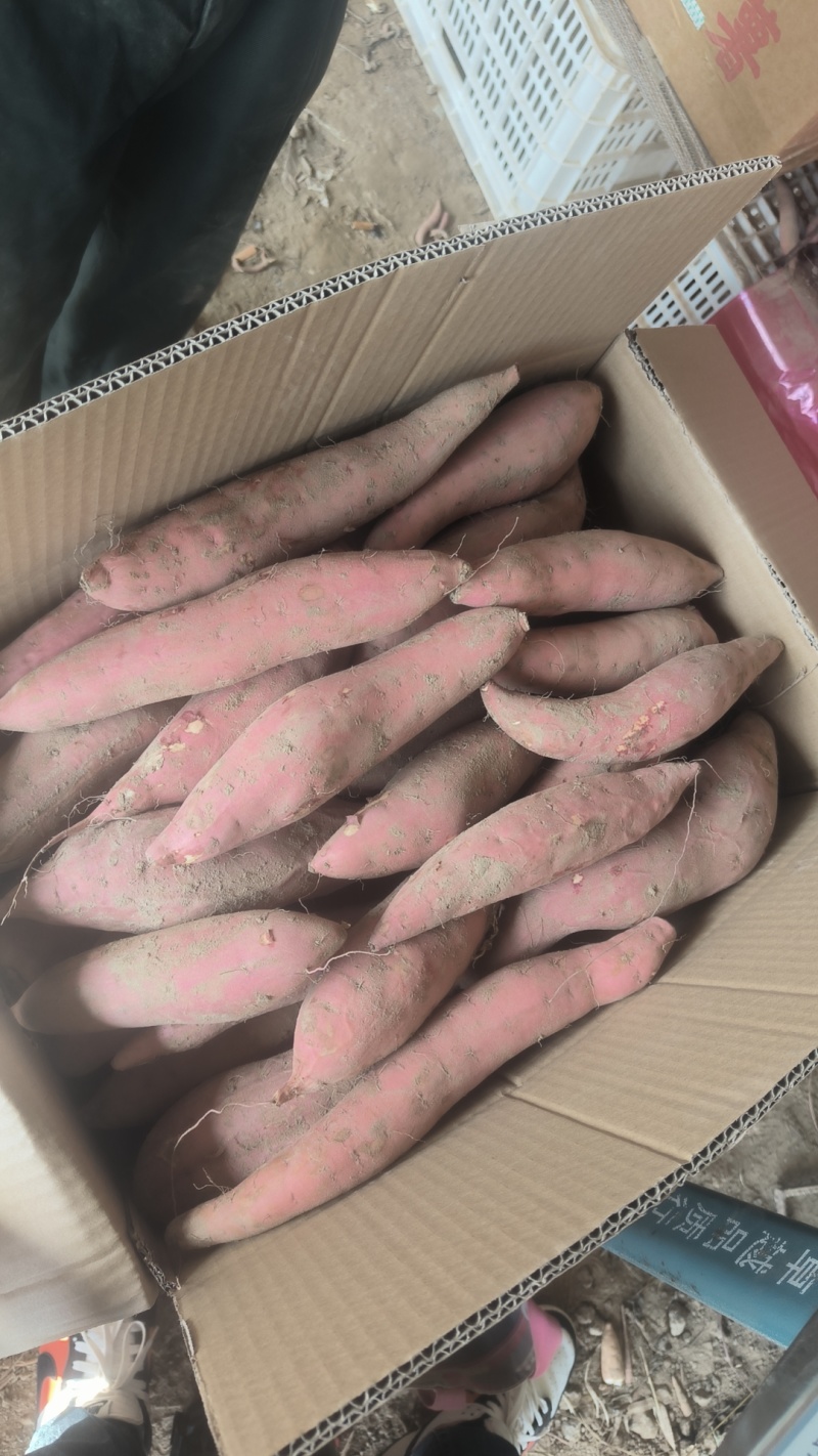 河北雄县红薯，烟薯25，供应各大商超，各种包装。