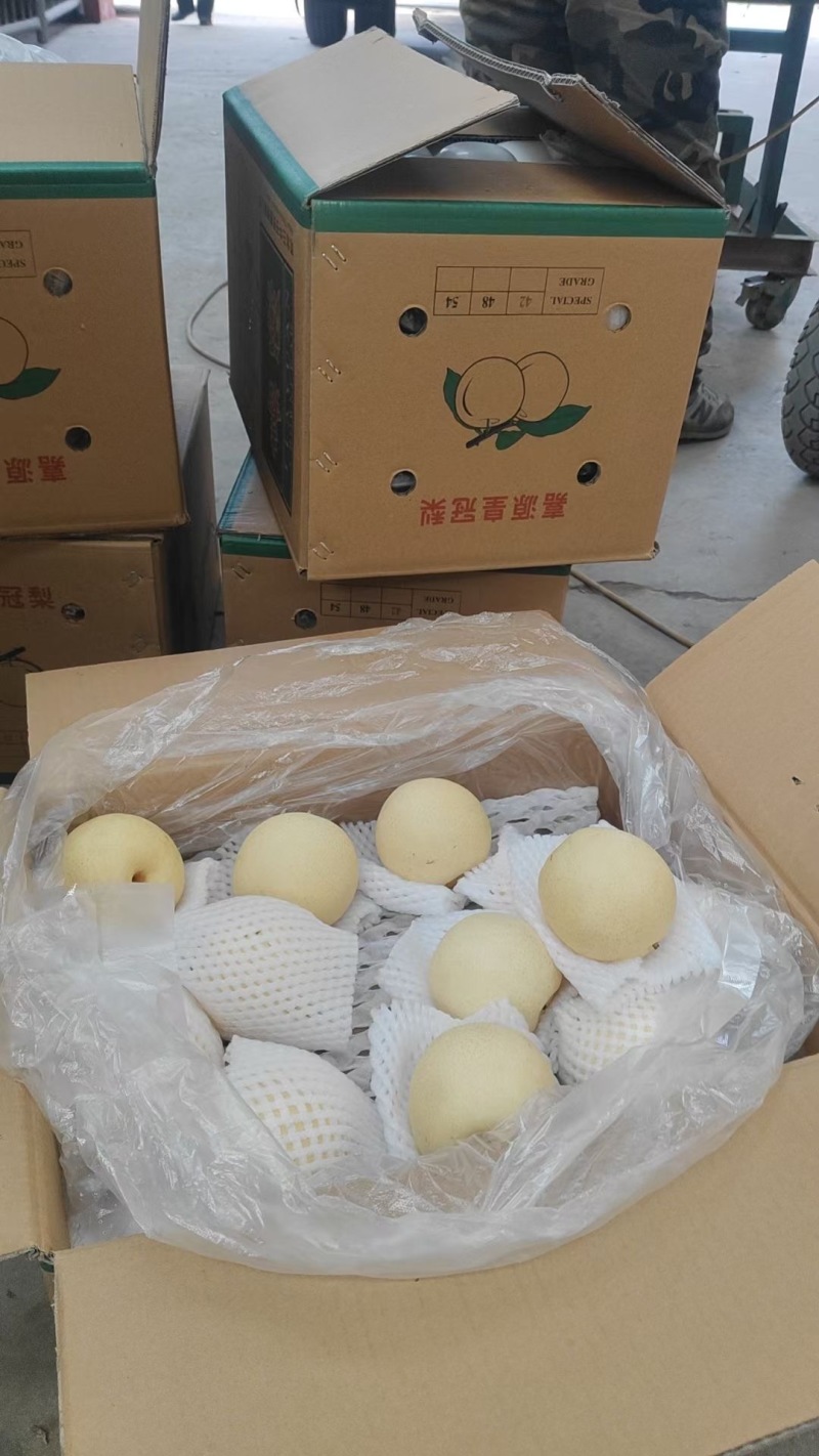 皇冠梨现货供应、价格合理、品质好、保质保量