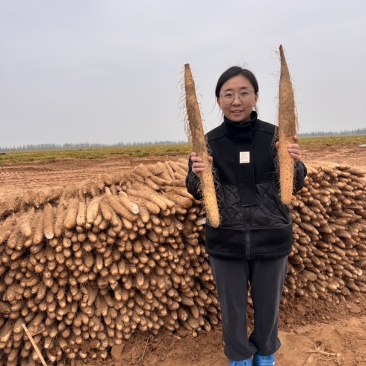 陕西榆林白玉山药产地直发对接供应商超市电商