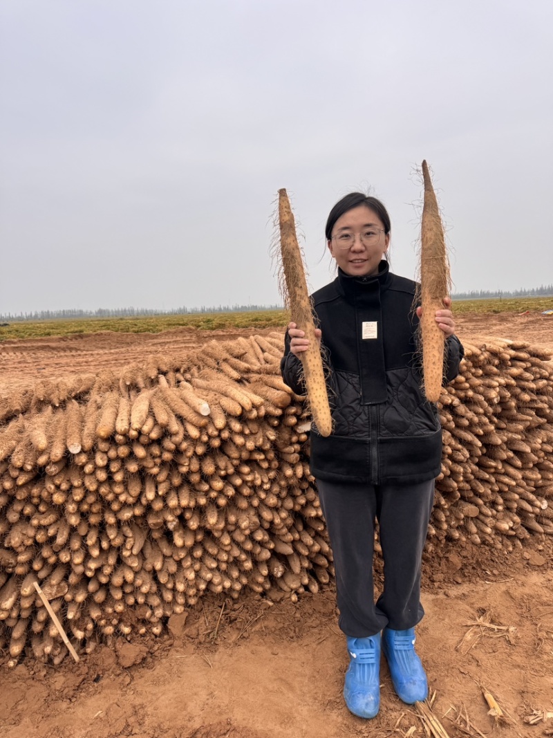 陕西榆林白玉山药产地直发对接供应商超市电商