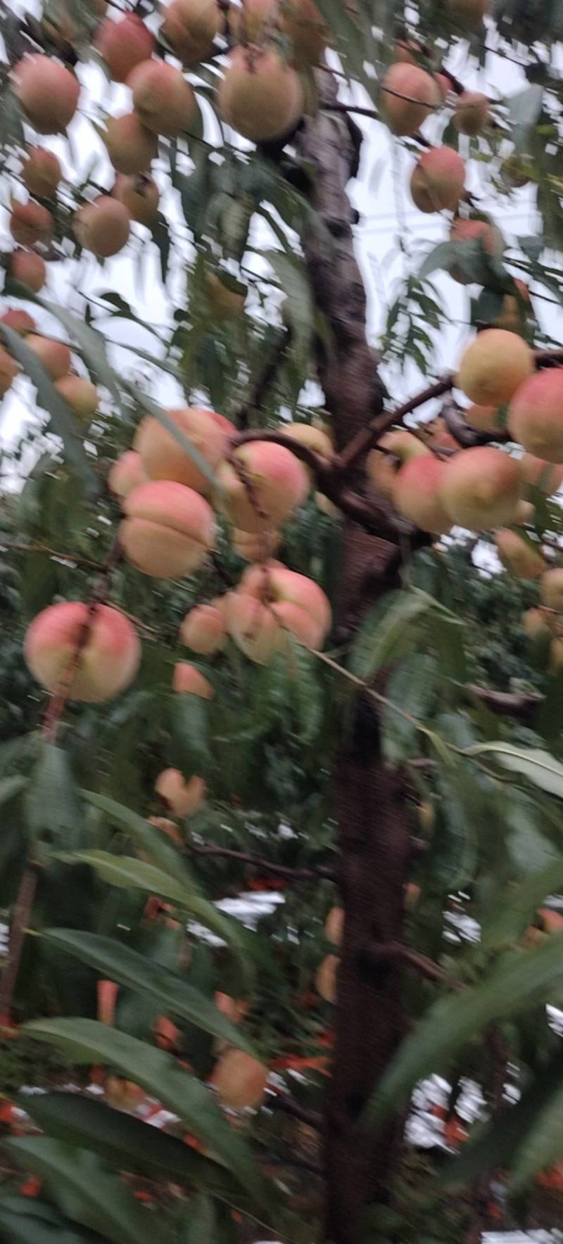 硬霜红桃硬度高脆脆甜的