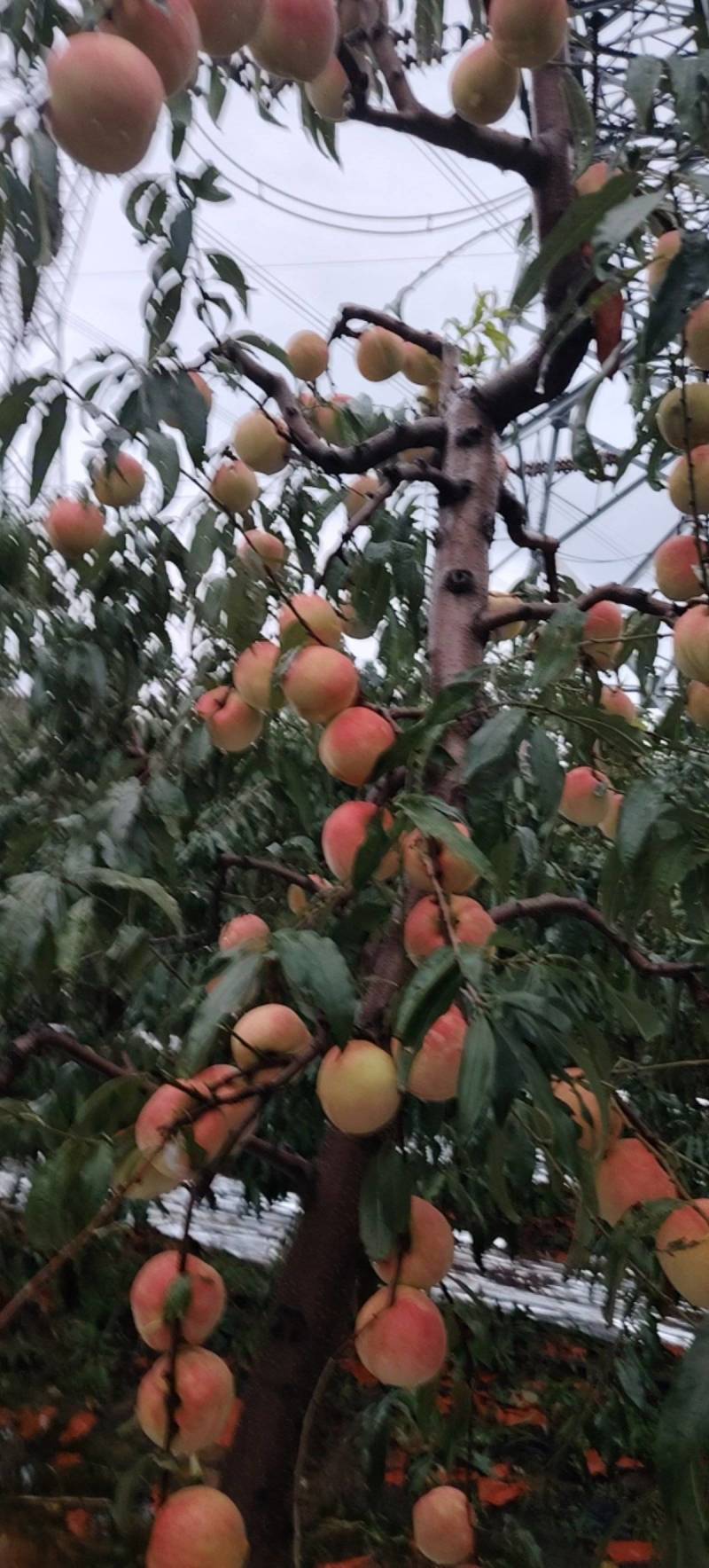 硬霜红桃硬度高脆脆甜的