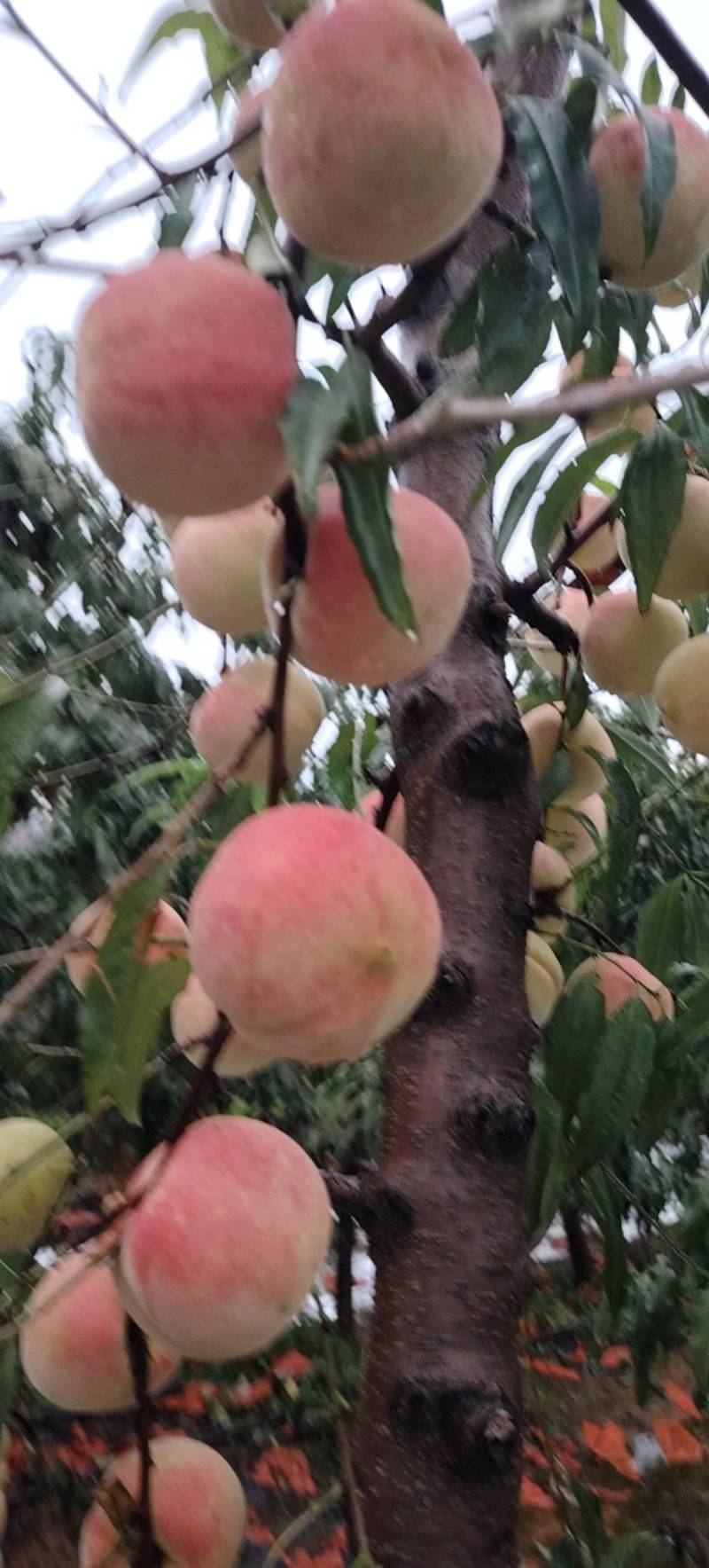 硬霜红桃硬度高脆脆甜的