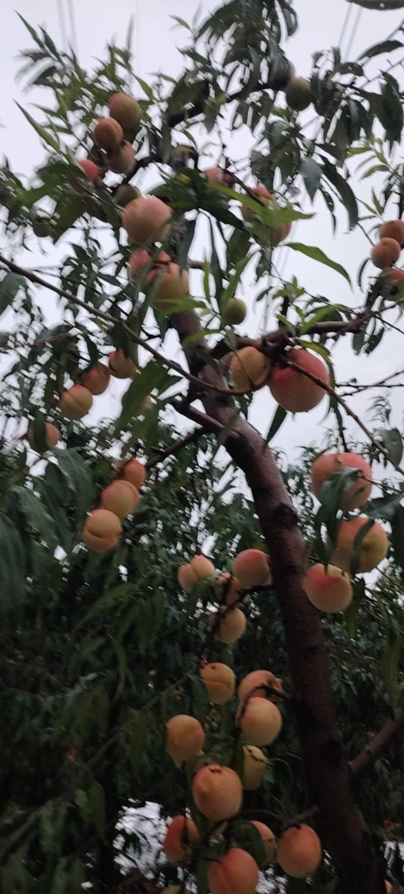 硬霜红桃硬度高脆脆甜的