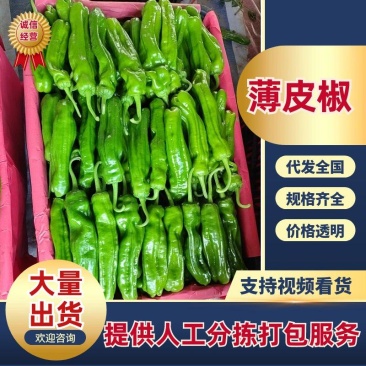 【薄皮椒】鲜辣椒芜湖椒砀椒现摘现发可视频看货