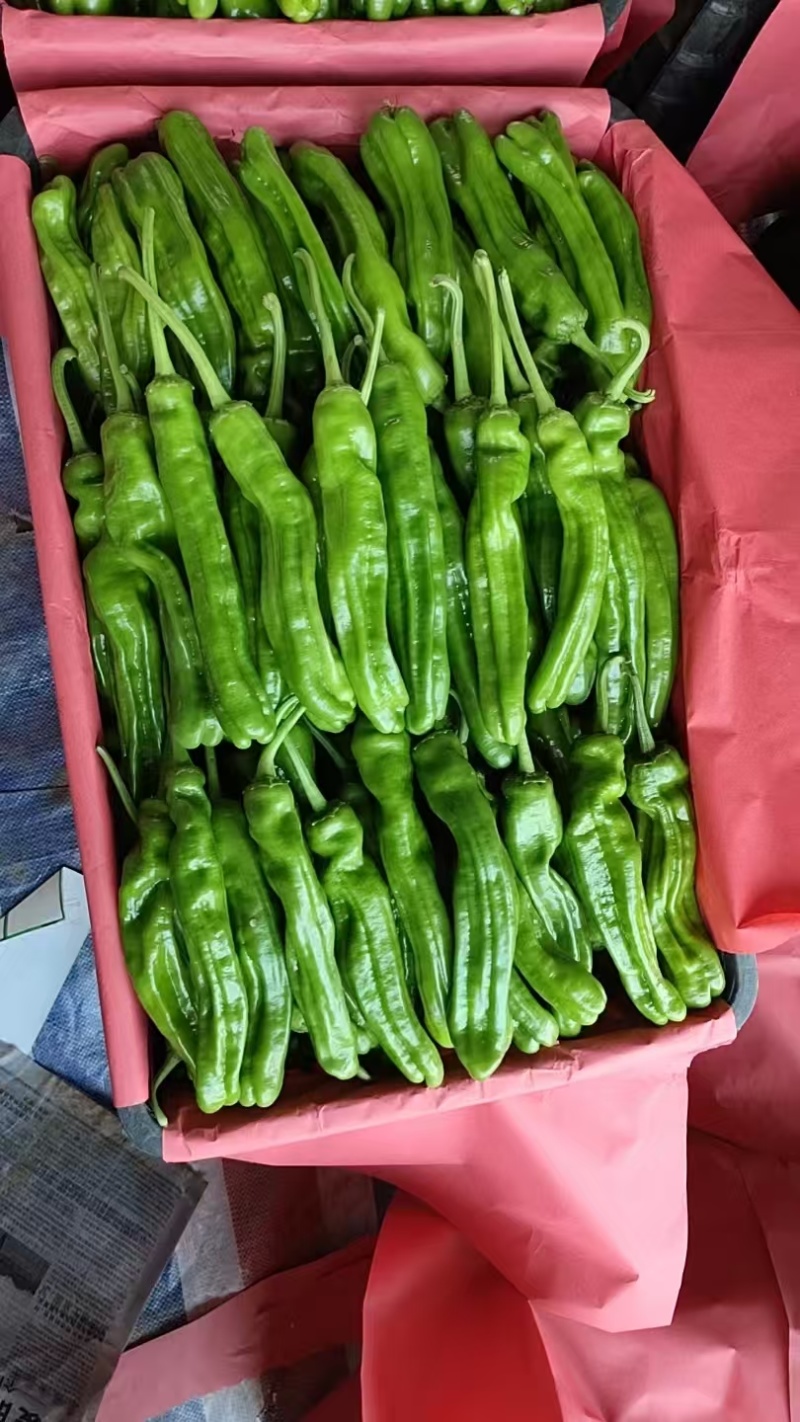 【薄皮椒】鲜辣椒芜湖椒砀椒现摘现发可视频看货