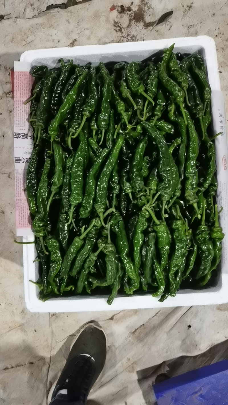 【薄皮椒】鲜辣椒芜湖椒砀椒现摘现发可视频看货