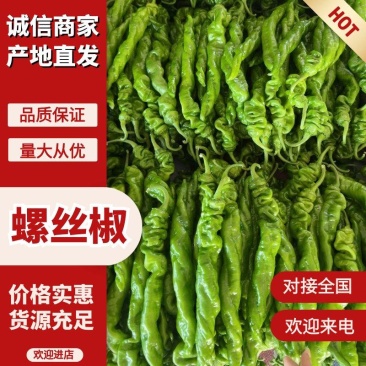 精品螺丝椒货量充足山东辣椒费县产地直发品种齐全