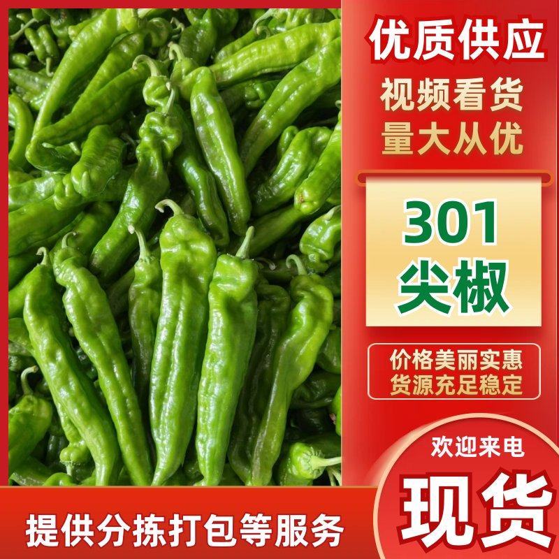 301尖椒精品辣椒一手货源牛角椒鲜辣椒全国发货