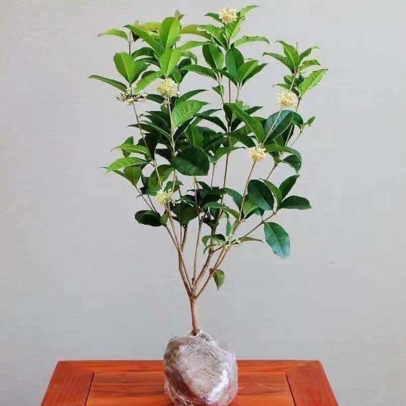 桂花苗丹桂金桂四季桂沉香桂，大小规格齐全