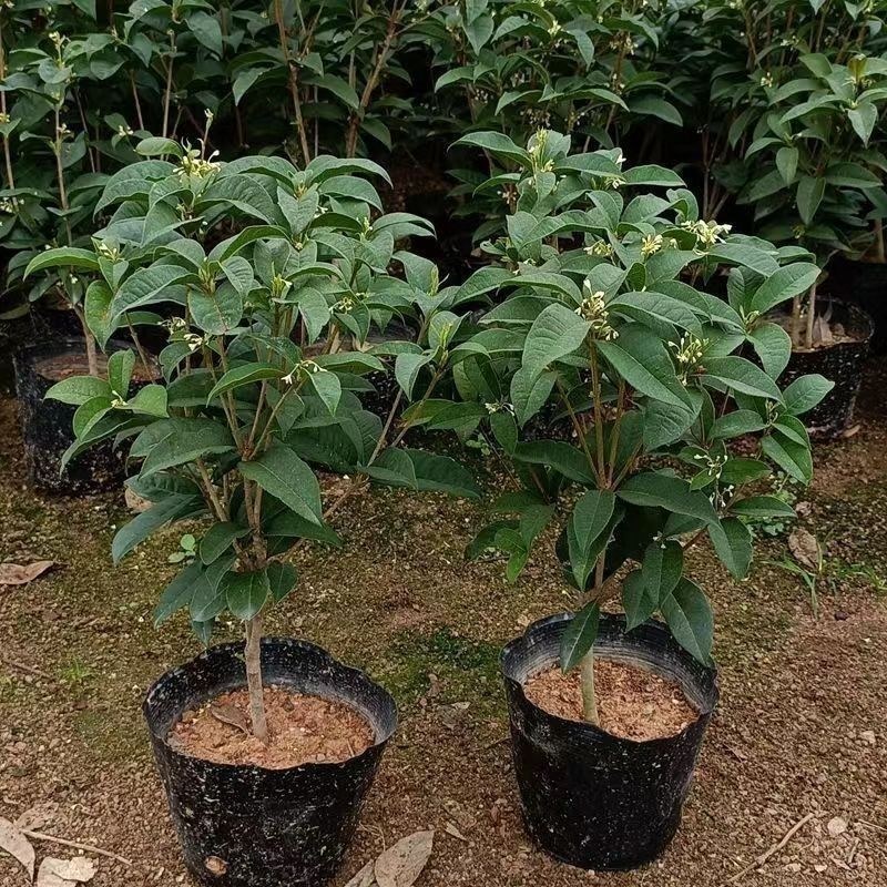 桂花苗丹桂金桂四季桂沉香桂，大小规格齐全