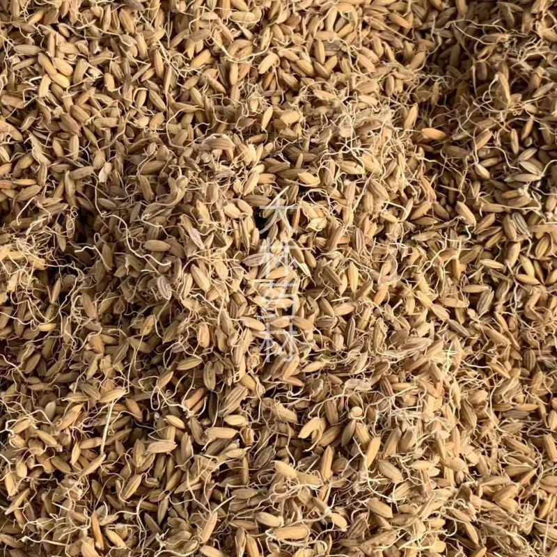 谷芽【包邮】三斤起发货可批量可零售量大从优