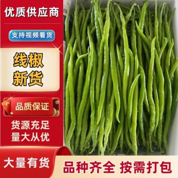 优选线椒大量上市保质保量二荆条辣椒青线椒条型好
