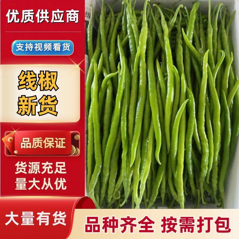 优选线椒大量上市保质保量二荆条辣椒青线椒条型好