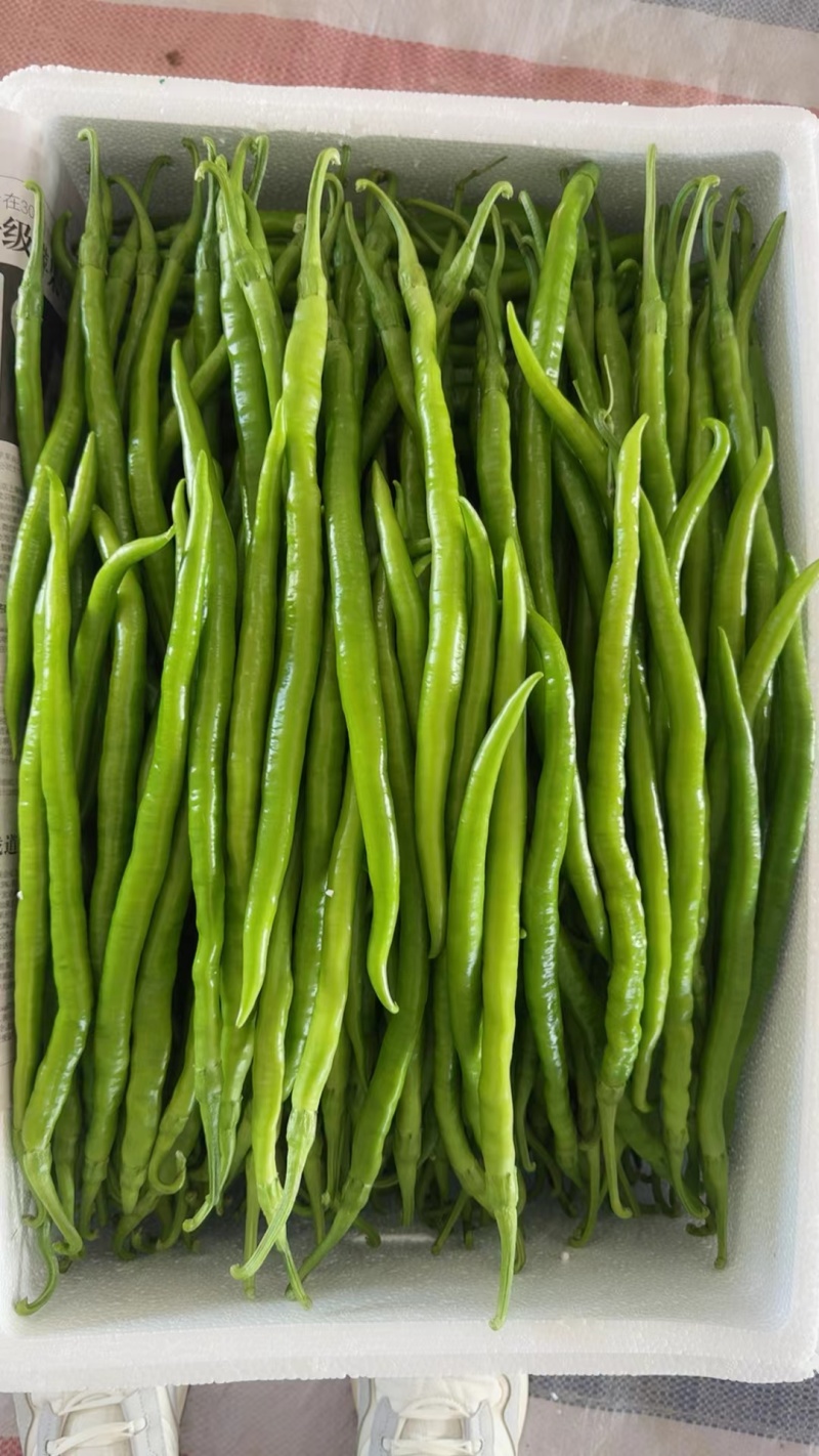 优选线椒大量上市保质保量二荆条辣椒青线椒条型好
