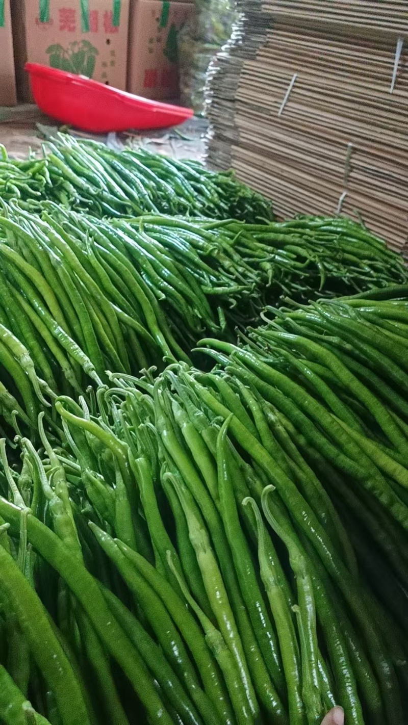 优选线椒大量上市保质保量二荆条辣椒青线椒条型好