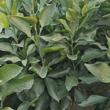 爱媛46号早熟耙耙柑阿蜜达苗