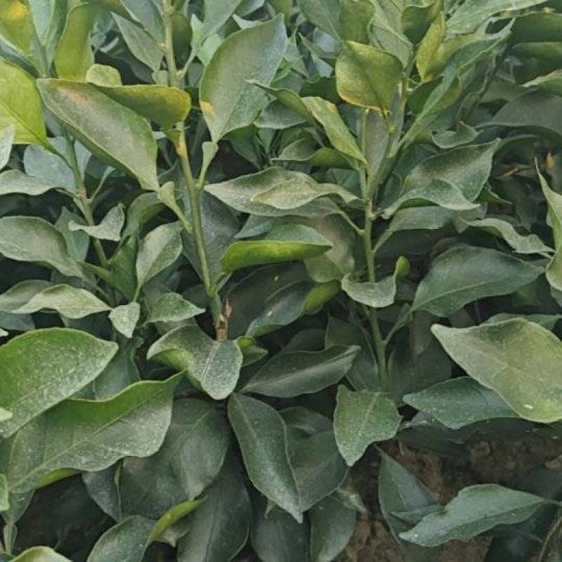 爱媛46号早熟耙耙柑阿蜜达苗