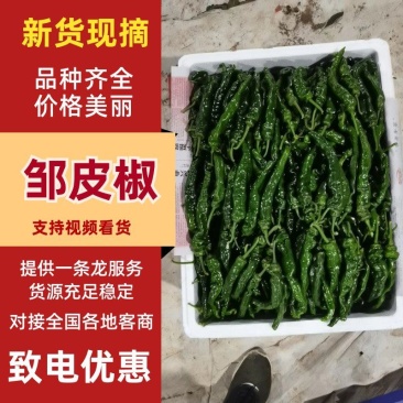山东皱皮椒品质保证支持场地看货视频看货辣椒全国发
