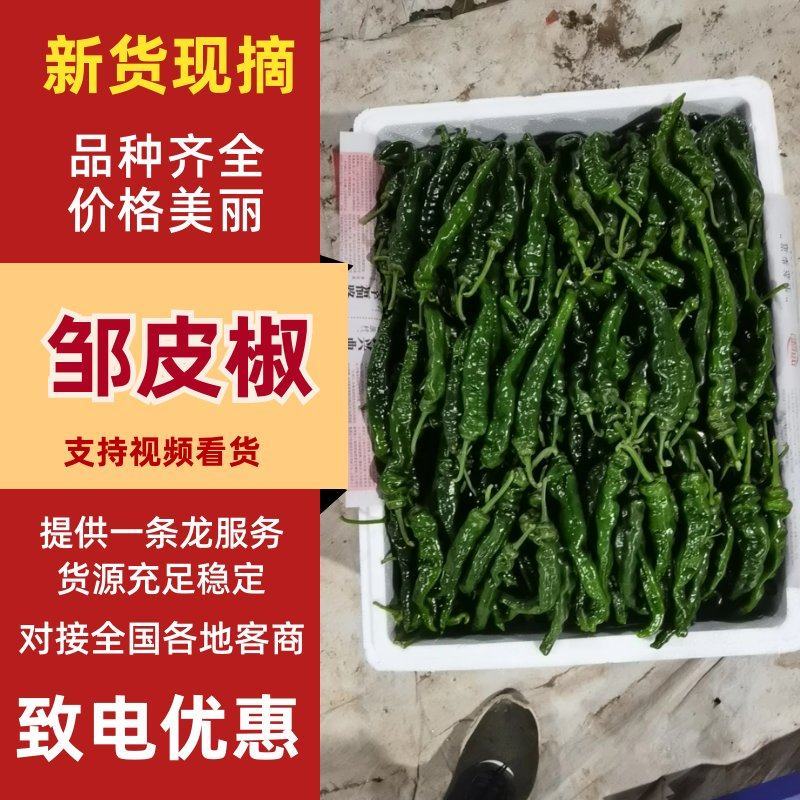 山东皱皮椒品质保证支持场地看货视频看货辣椒全国发