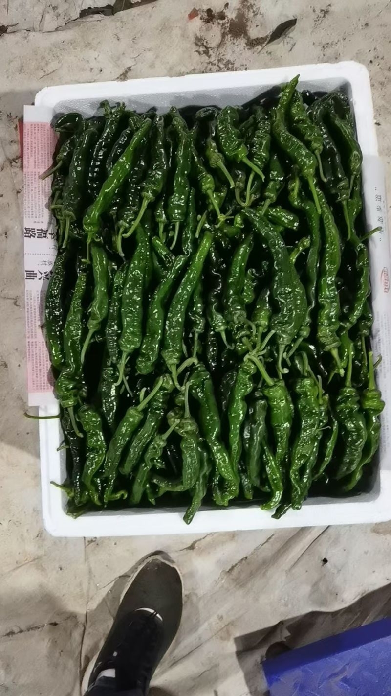 山东皱皮椒品质保证支持场地看货视频看货辣椒全国发