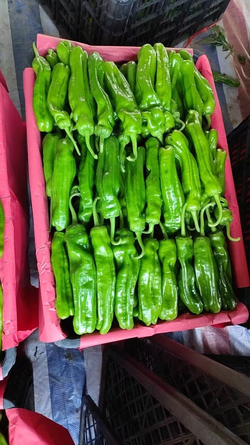 山东皱皮椒品质保证支持场地看货视频看货辣椒全国发